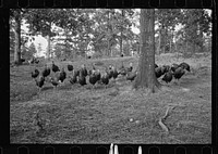 [Untitled photo, possibly related to: CCC (Civilian Conservation Corps) boys at work, Beltsville, Maryland]. Sourced from the Library of Congress.