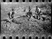 [Untitled photo, possibly related to: Greenbelt, Maryland. Transient workers clearing land for a model community planned by the U.S. Resettlement Administration]. Sourced from the Library of Congress.