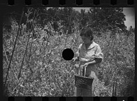 [Untitled photo, possibly related to: Rehabilitation client picking English peas on farm near Batesville, Arkansas]. Sourced from the Library of Congress.