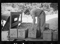 Truck farm tomatoes arrive at packing depot at Terry, Mississippi, for shipment to far points in the United States. Sourced from the Library of Congress.