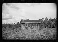 [Untitled photo, possibly related to: [Abandoned land and poor pasture at Florida Withlacoochee River Agricultural Demonstration near Brooksville, Florida]]. Sourced from the Library of Congress.