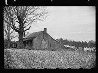 Cotton field showing rock-strewn soil and character of land at Crabtree Creek Recreational Project near Raleigh, North Carolina. Sourced from the Library of Congress.