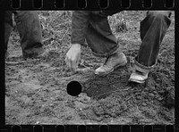 [Untitled photo, possibly related to: Planting locust root cutting, Natchez Trace Project, near Lexington, Tennessee]. Sourced from the Library of Congress.