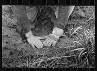Planting locust root cutting, Natchez Trace Project, near Lexington, Tennessee. Sourced from the Library of Congress.