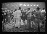[Untitled photo, possibly related to: Cattle experts at the stock show, Eastern States Fair, Springfield, Massachusetts]. Sourced from the Library of Congress.