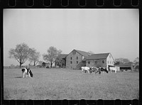 [Untitled photo, possibly related to: Lloyd Kramer farm, Farmersville, Pennsylvania, Northampton farm site]. Sourced from the Library of Congress.