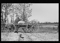 Fertilizer in the field, Nat Williamson's farm, North Carolina. Sourced from the Library of Congress.
