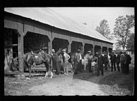 Much of the talk is about the stock which is proudly shown at the fair, Albany, Vermont. Sourced from the Library of Congress.