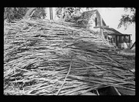Sorghum cane of which syrup will be made. Sorghum mill, Lancaster, County, Nebraska. Sourced from the Library of Congress.