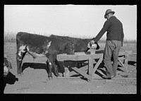 Farmer feeding calves. Republic County, Kansas. Sourced from the Library of Congress.