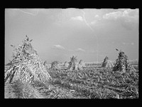 Sorghum cane. Shawnee County, Kansas. Sourced from the Library of Congress.