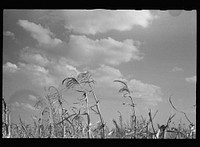 [Untitled photo, possibly related to: Sorghum cane. Shawnee County, Kansas]. Sourced from the Library of Congress.