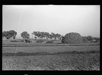 Alfalfa field in Dawson County, Nebraska, greatest alfalfa producing center in the world. Sourced from the Library of Congress.
