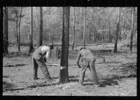 Land clearing on Roanoke Farms Project, North Carolina. Sourced from the Library of Congress.