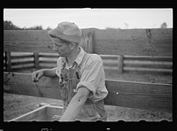 [Untitled photo, possibly related to: Instruments used in innoculating hogs for cholera. Irwinville Farms, Georgia]. Sourced from the Library of Congress.