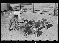 Feeding pigs. Irwinville Farms, Ga.. Sourced from the Library of Congress.