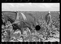 [Untitled photo, possibly related to: Cultivating tobacco on one of the Irwinville Farms, Georgia]. Sourced from the Library of Congress.