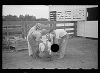 [Untitled photo, possibly related to: Innoculating a hog for cholera. Irwinville Farms, Georgia]. Sourced from the Library of Congress.