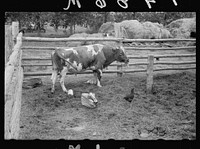 Badly-cared for bull, Itasca County, Minnesota. Sourced from the Library of Congress.