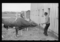 [Untitled photo, possibly related to: One of the bulls in FSA (Farm Security Administration)-financed bull cooperative. This bull is transported to farms of rehabilitation clients for service. Itasca County, Minnesota]. Sourced from the Library of Congress.