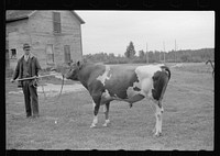 [Untitled photo, possibly related to: One of the bulls in FSA (Farm Security Administration)-financed bull cooperative. This bull is transported to farms of rehabilitation clients for service. Itasca County, Minnesota]. Sourced from the Library of Congress.