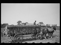 [Untitled photo, possibly related to: Wagon load of tobacco to be cured, Wisconsin]. Sourced from the Library of Congress.