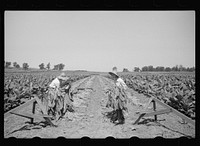 [Untitled photo, possibly related to: Spearing tobacco, Wisconsin]. Sourced from the Library of Congress.