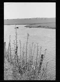 [Untitled photo, possibly related to: Stream running through an Iowa corn farm, Greene County]. Sourced from the Library of Congress.