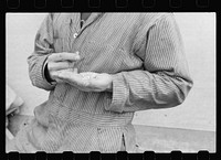 [Untitled photo, possibly related to: Hybrid corn at hybrid seed plant, Marshall County, Iowa]. Sourced from the Library of Congress.