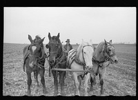 Plowing with four horses, Grundy County, Iowa. Sourced from the Library of Congress.