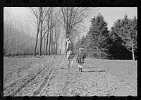 [Untitled photo, possibly related to: Cattle of Iowa corn farm, Grundy County, Iowa]. Sourced from the Library of Congress.