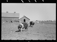 [Untitled photo, possibly related to: Cattle of Iowa corn farm, Grundy County, Iowa]. Sourced from the Library of Congress.