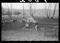 Feeding cattle, Grundy County, Iowa. Sourced from the Library of Congress.