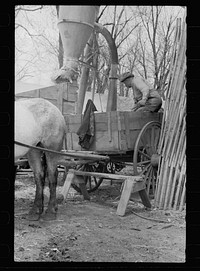 [Untitled photo, possibly related to: Unharnessing team of horses, Grundy County, Iowa]. Sourced from the Library of Congress.