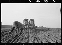 [Untitled photo, possibly related to: Checking amount of corn dropped by planter in each hill, Jasper County, Iowa]. Sourced from the Library of Congress.