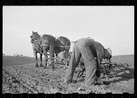Checking the corn in hills, Jasper County, Iowa. Sourced from the Library of Congress.