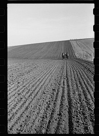 [Untitled photo, possibly related to: Checking amount of corn dropped by planter in each hill, Jasper County, Iowa]. Sourced from the Library of Congress.