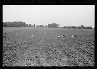 [Untitled photo, possibly related to: Boy picking strawberries, Berrien County, Michigan]. Sourced from the Library of Congress.