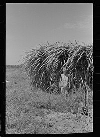 [Untitled photo, possibly related to: Experimental sugarcane (POJ) which has been imported by the Department of Agriculture because of its resistance to the mosaic disease, Plaquemines Parish, Louisiana]. Sourced from the Library of Congress.