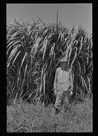 [Untitled photo, possibly related to: Experimental sugarcane (POJ) which has been imported by the Department of Agriculture because of its resistance to the mosaic disease, Plaquemines Parish, Louisiana]. Sourced from the Library of Congress.