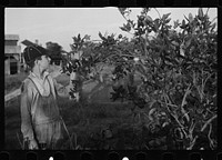 [Untitled photo, possibly related to: Tenant farmer with mule given him by the Resettlement Administration, Plaquemines Parish, Louisiana]. Sourced from the Library of Congress.