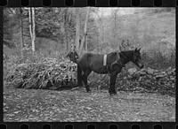 One of the Nicholson men hauling a load of cornstalks to the valley on a rude sled, Shenandoah National Park, Virginia. Sourced from the Library of Congress.