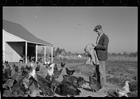 Zeb Atkinson with chickens, Penderlea Farms, North Carolina. Sourced from the Library of Congress.