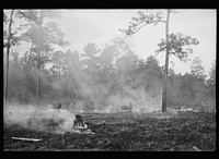Brushfire in pine forest, southeastern Georgia. Sourced from the Library of Congress.