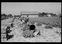 [Untitled photo, possibly related to: Harvesting celery, Sanford, Florida]. Sourced from the Library of Congress.