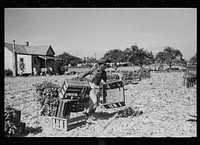 Rushing boxes to the harvesters in the celery field, Sanford, Florida. Sourced from the Library of Congress.
