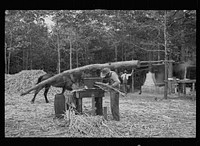 Fuquay Springs, North Carolina. Pressing sorghum cane. Sourced from the Library of Congress.