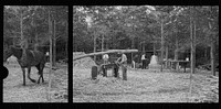 [Untitled photo, possibly related to: Fuquay Springs, North Carolina. Pressing sorghum cane]. Sourced from the Library of Congress.