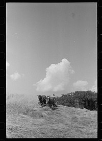 [Untitled photo, possibly related to: Cutting hay, Windsor County, Vermont]. Sourced from the Library of Congress.