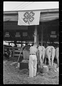 [Untitled photo, possibly related to: 4-H Club boys taking care of their cows, State Fair, Rutland, Vermont]. Sourced from the Library of Congress.